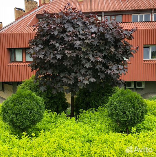 Клен японский саженцы с доставкой
