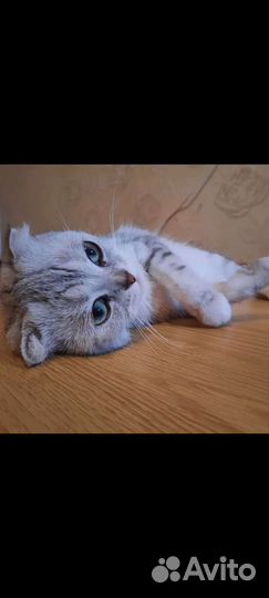 Кошки породистые бесплатно