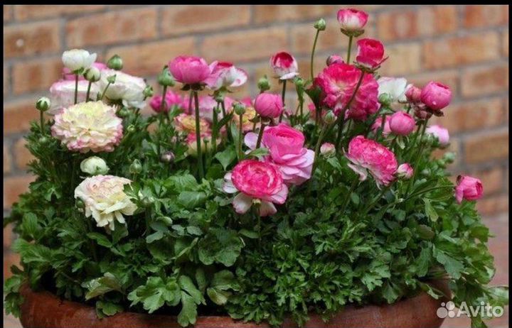 Ранункулюс луковицы, лютик азиатский