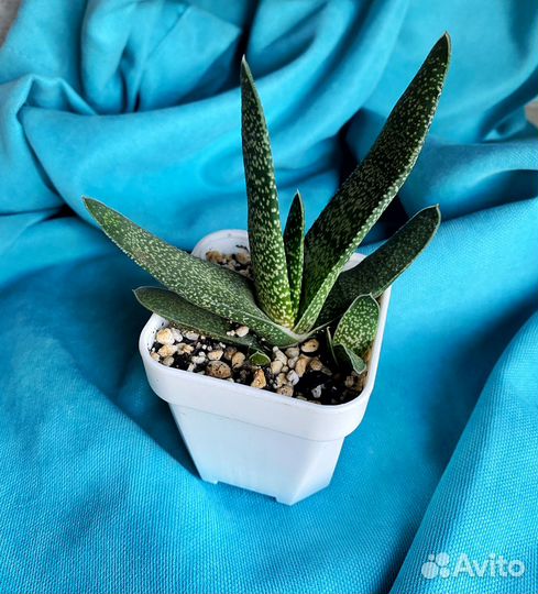 Суккуленты