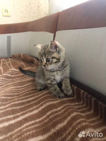 Шотландская