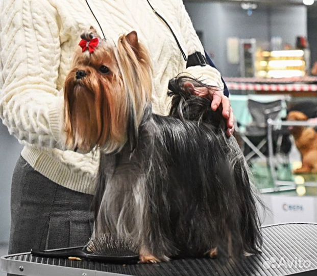 Молодой мальчик Йоркширского терьера для вязки