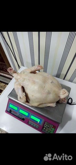 Куры
