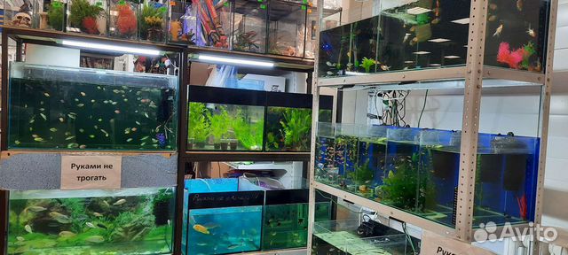 Аквариумные рыбки