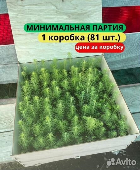 Сеянцы сосны зкс в розницу