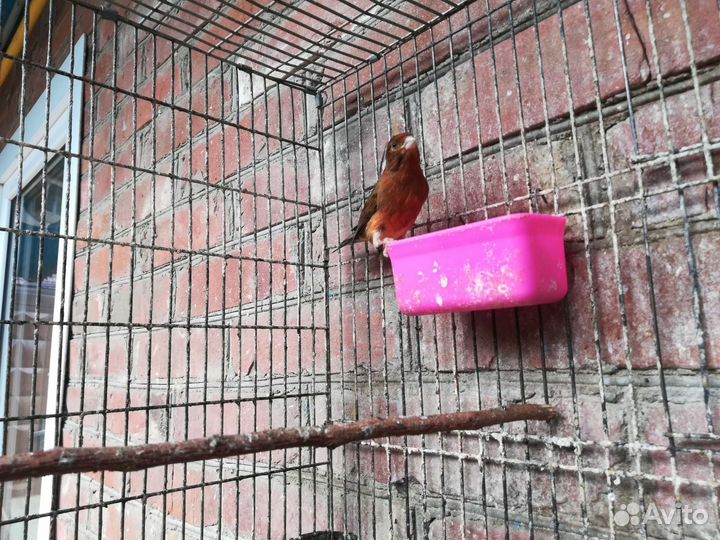 Кенар красно-палевый