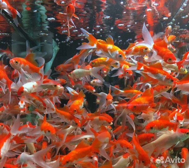 Кометы,карпы кои.Рыбки для пруда