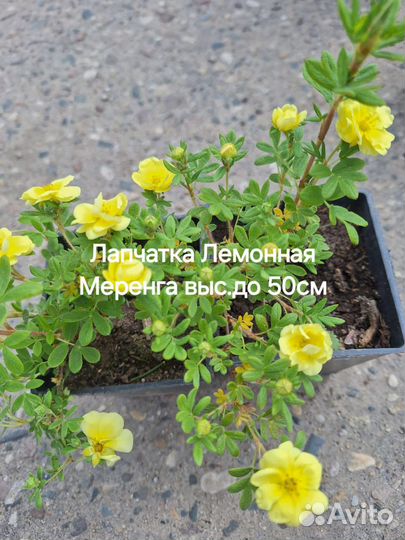 Лапчатка кустарниковая декоративная