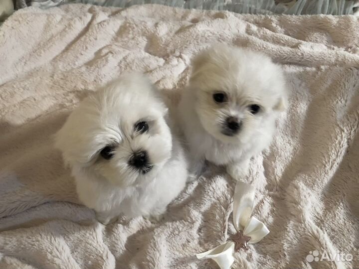 Щенки Мальтезе / Мальтийской болонки