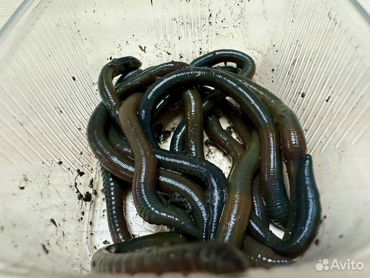 Зелёный червь, червь на воблу