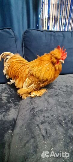 Петухи кохинхин