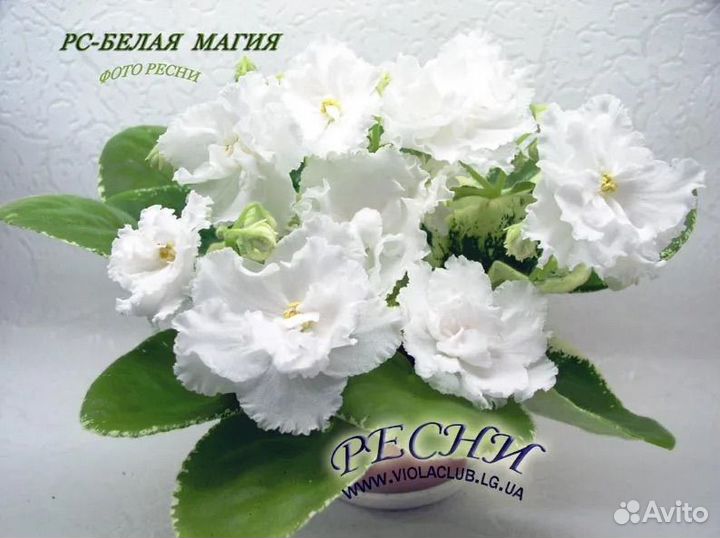 Фиалка детки