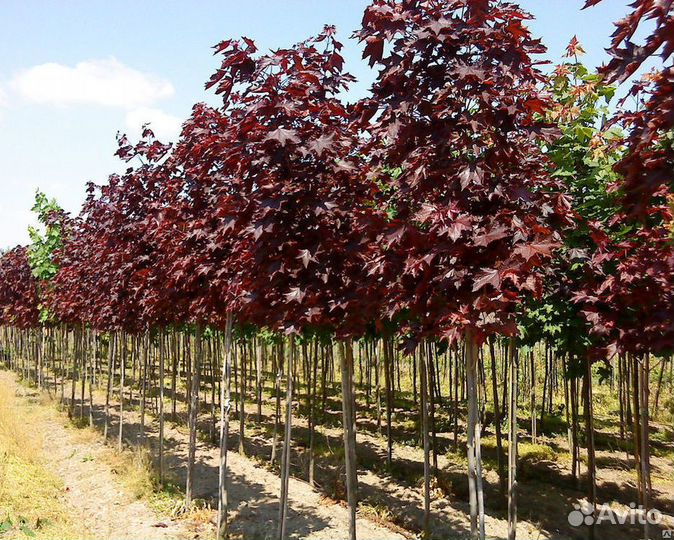 Клены на штамбе с доставкой