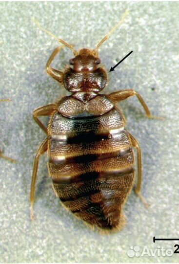 Обработка от клещей комаров ос шершней