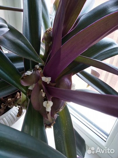 Растение Рео