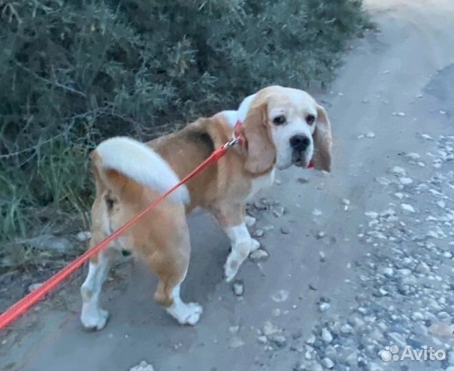 Собака в добрые руки