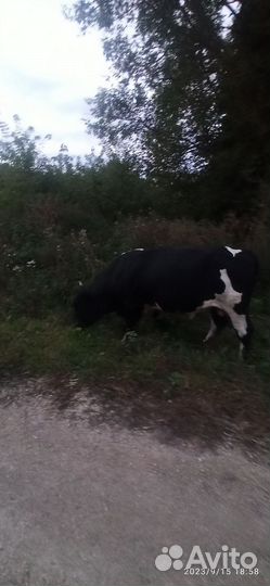 Бык и тёлка