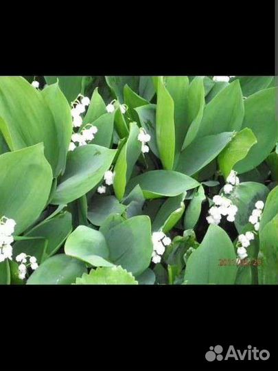 Дельфинниум Новозеландский