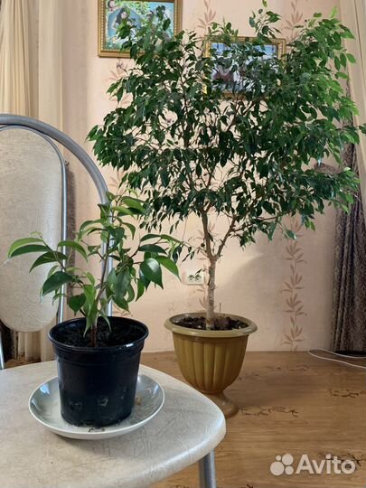 Фикус Бенджамина