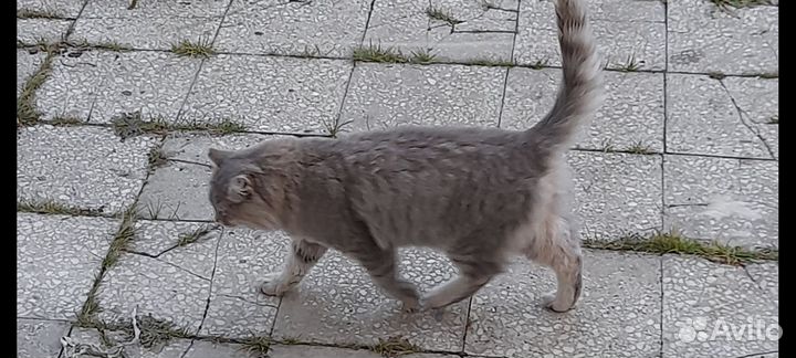 Кошки в добрые руки