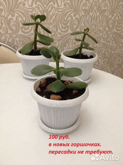 Денежное дерево толстянка крассула