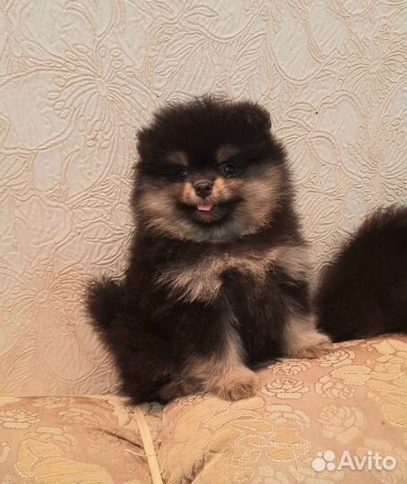 Самые лучшие померашки