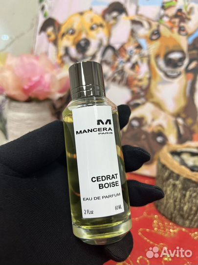 Cedrat Boise Mancera