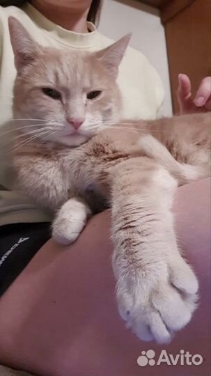 Рыжий добрый кот ищет дом в добрые руки