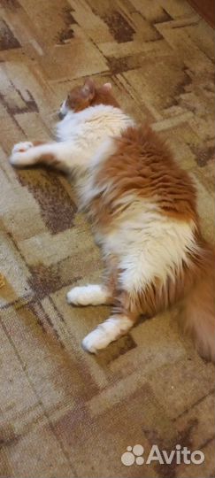 Котику очень нужен дом