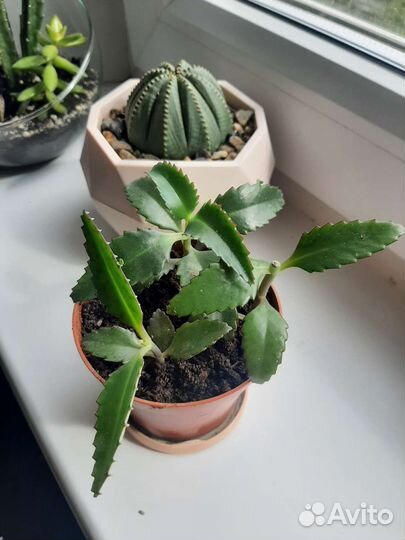 Каланхоэ живородящее