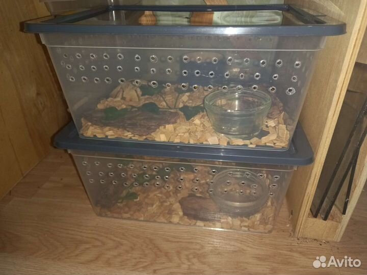 Террариум контейнеры для содержания рептилий