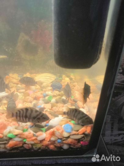 Рыбки бесплатно