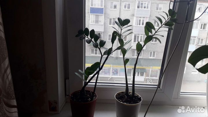 Замиокулькас