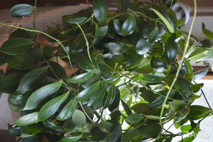 Хойя обскура (комнатное растение)