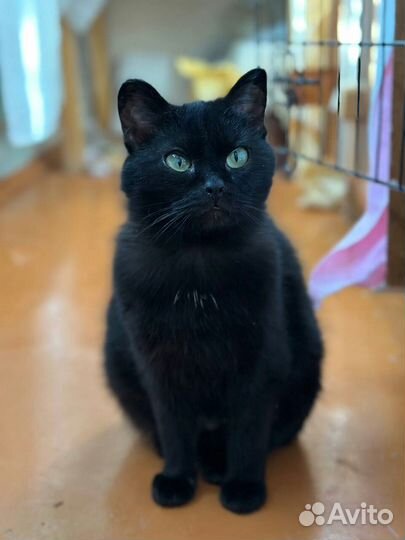 Короткошерстная кошка