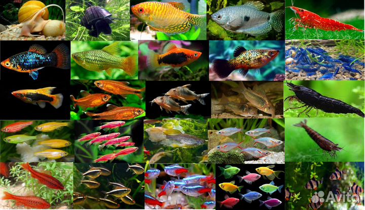 Аквариумные рыбки