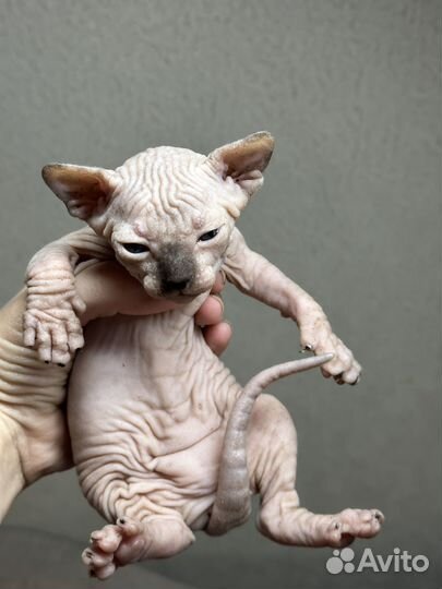 Котята сфинкс