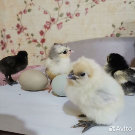 Продам цыпушек вывод 22. 04.24