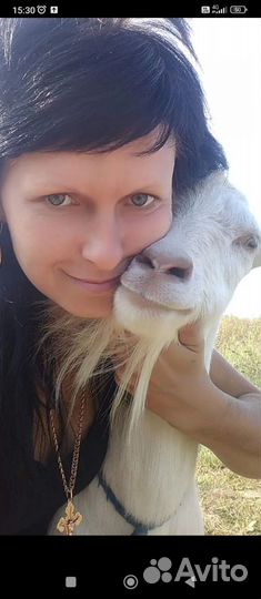 Козье молоко