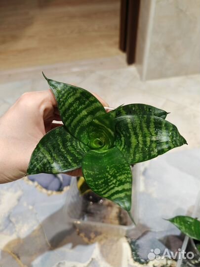 Сансивиерия ханни голд и грин