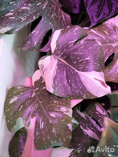 Вариегатная монстера Тайское созвездие и Луна