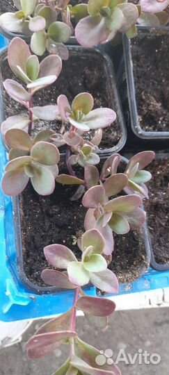 Очиток седум