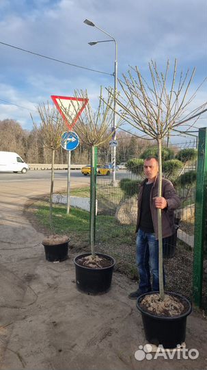 Ива хакуро нишики на штамбе