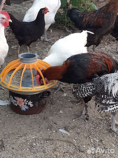 Петухи на племя