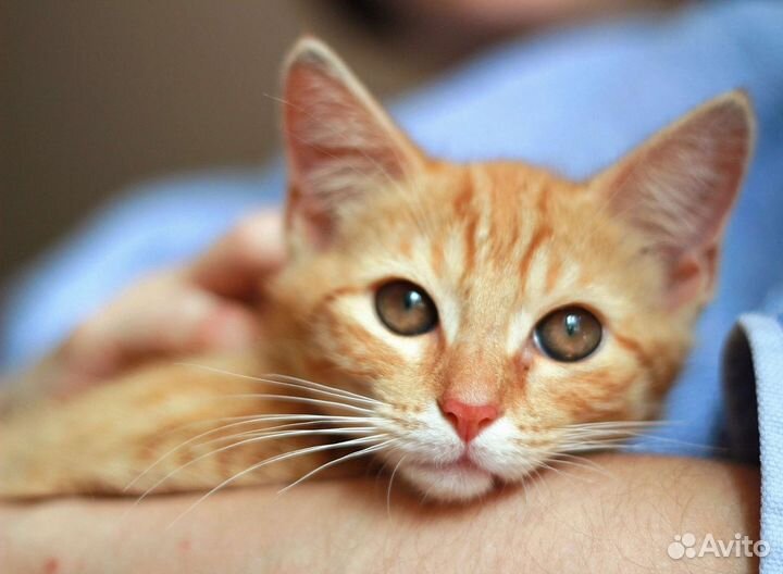 Егорушка ищет мамочку