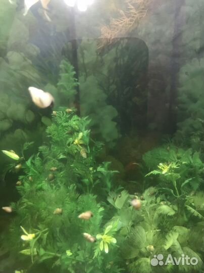 Улитки аквариумные