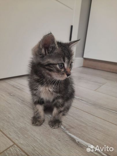 Милый котёнок