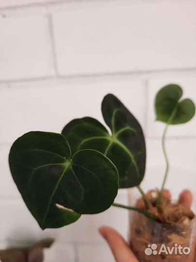 Антуриум кларинервиум