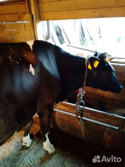 Корова дойная