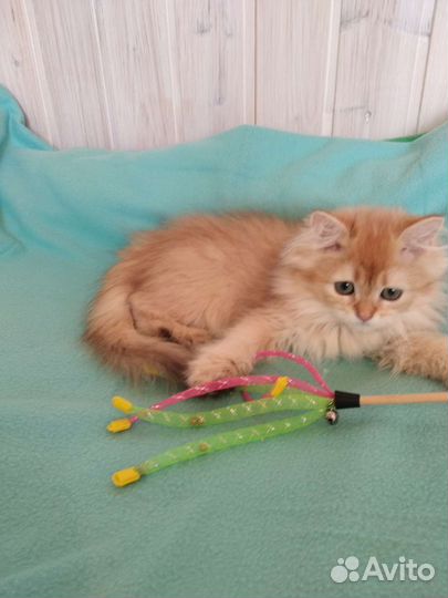 Британская золотая шиншилла